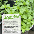 thumbnail image 3 of Mojito Mint Plant Live, Fragrant Mint Plant, 5-8 Inch Tall,  Fast Growing for Spring Planting, Indoor Outdoor Gardening, Cold Hardy, 3 of 5