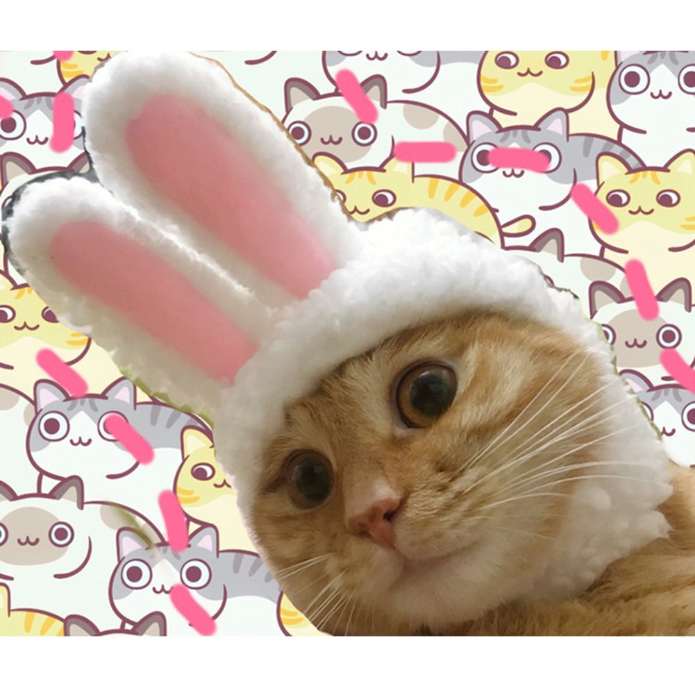 cat ear wig