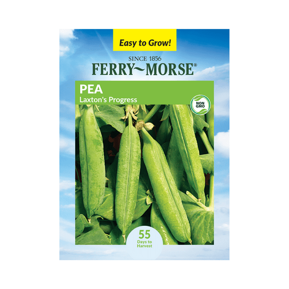 Ferry-Morse 8.5G Pea Laxton's Progress Annual Vegetable Seeds, Full Sun
