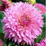 Dahlia 'Fubuki Sakura' Divisions (3 Pack) - Multiple Tubers Per Plant, Novelty Type Pink Flowering Blooms in Summer Gardens