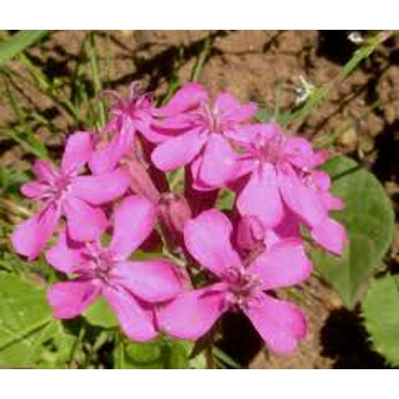 Catchfly Flower Seeds, 200 Seeds, Beautiful, Crimson-Rose Blooms