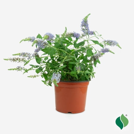 Buddleia, Nanho Blue 1 gal