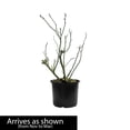 thumbnail image 5 of Direct Gardening 3 Gal. Pot, Jersey Blueberry Bush Potted Fruit Bearing Plant, 5 of 5