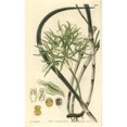 thumbnail image 2 of Fragrant Brassavola Orchid, Brassavola Nodosa Poster Print By ® Florilegius Mary Evans (18 X 24), 2 of 4
