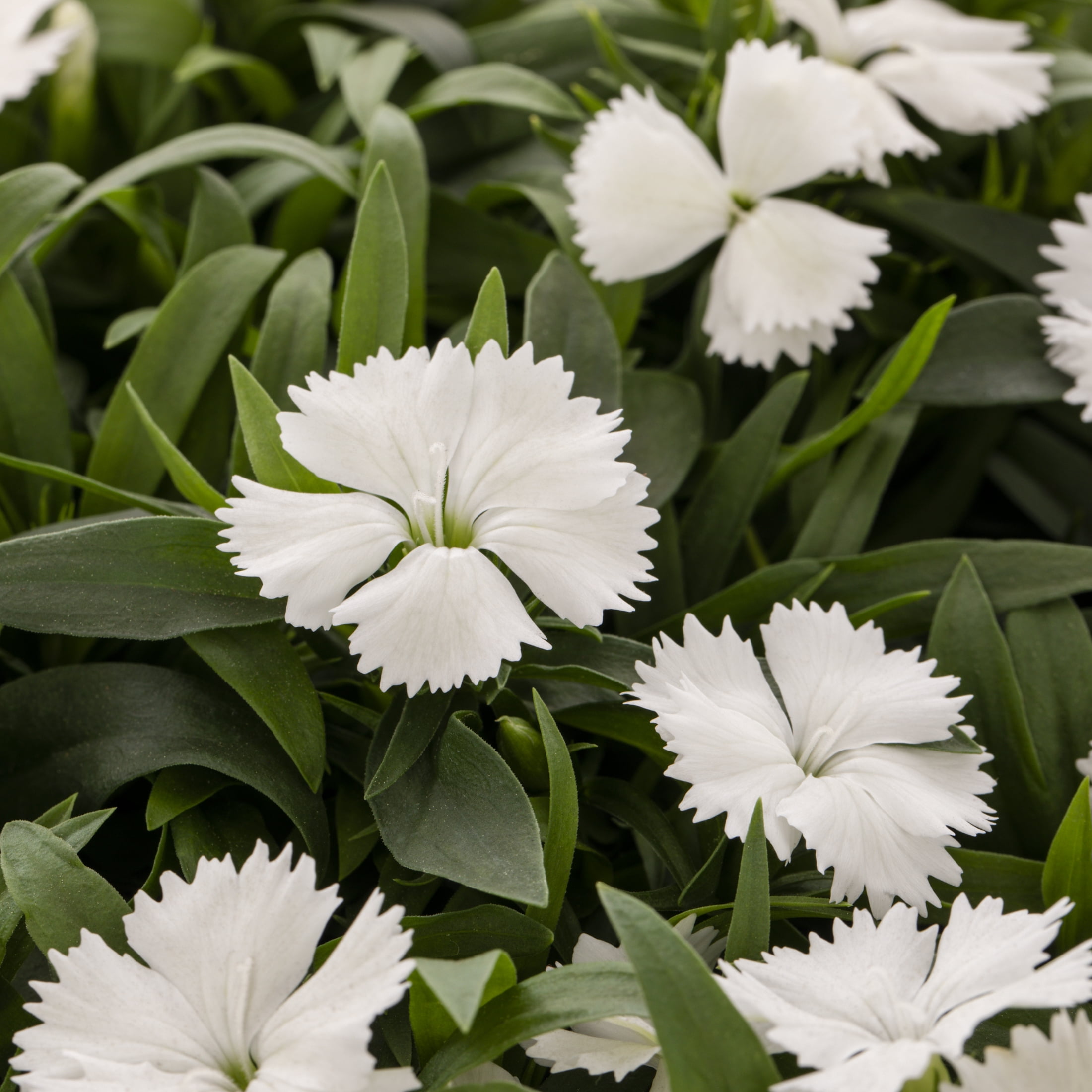 Expert Gardener 4PK Multicolor Dianthus Live Plants with Grower Pack