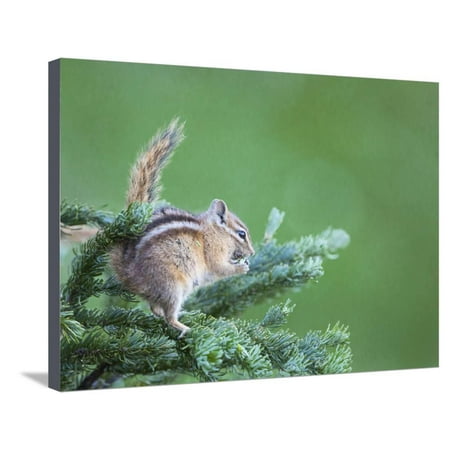 Needle Feed (Endemic Olympic Chipmunk Feeds on New Growth of Subalpine Fur Needles Stretched Canvas Print Wall Art By Gary)