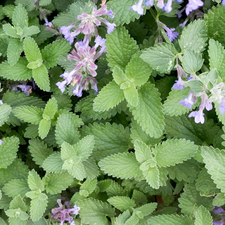 Catnip Plant - Nepeta - INSIDE OR OUTSIDE - 2.5 Catnip Plant - Nepeta - INSIDE OR OUTSIDE - 2.5