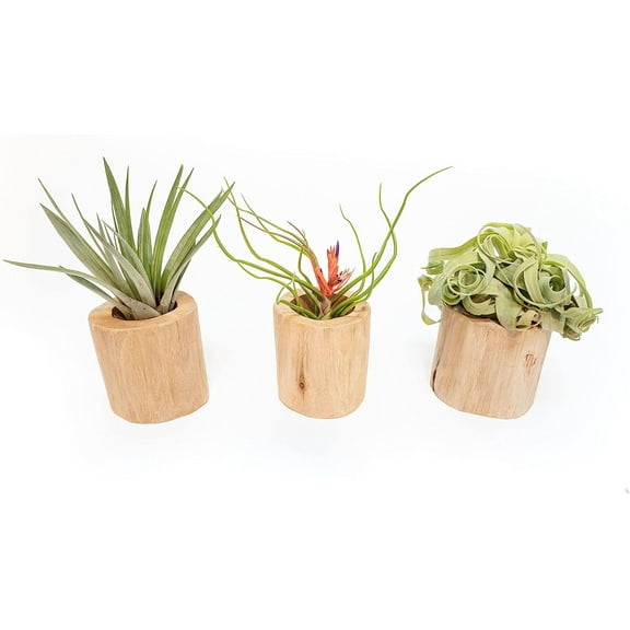 Air plant shop Driftwood Containers with Large Assorted Air Plants- Wholesale and Bulk - Succulents - Live Tillandsia - Easy Care Indoor and Outdoor House Plants (Pack of 5)