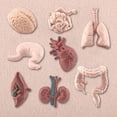 thumbnail image 3 of Visland 8Pcs/Set Organ Model Toy PVC Brain Lungs Small/Large Intestine Stomach Solid Model Early Learning Educational Toy Simulation Heart Model Human Body Science Toys Children Toy Gift, 3 of 7