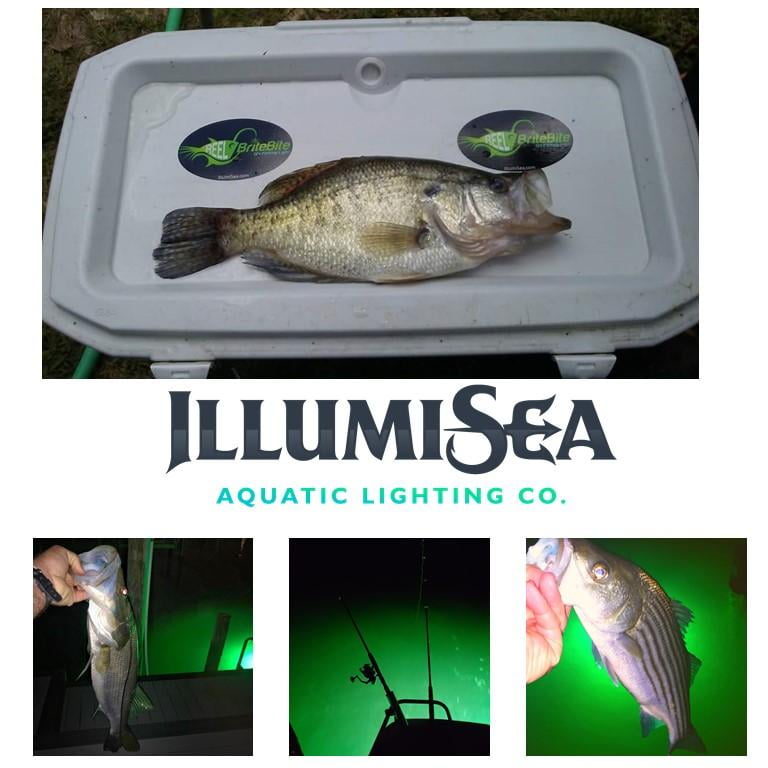 Proven LED Fishing Lights  Reel BriteBite Underwater Fishing light