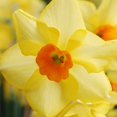 thumbnail image 2 of Martinette Daffodil Flower Bulbs - 5 Bulbs per Pack - Pleasantly Scented - Deer Resistant - Good as Cut Flowers - Grows Well In Containers - Perennializing - Grow Indoors or Outdoors –, 2 of 8