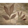thumbnail image 2 of Jaynes Gallery 18x15 White Modern Wood Framed Museum Art Print Titled - USA-Washington State-Seabeck Peony leaves close-up, 2 of 4