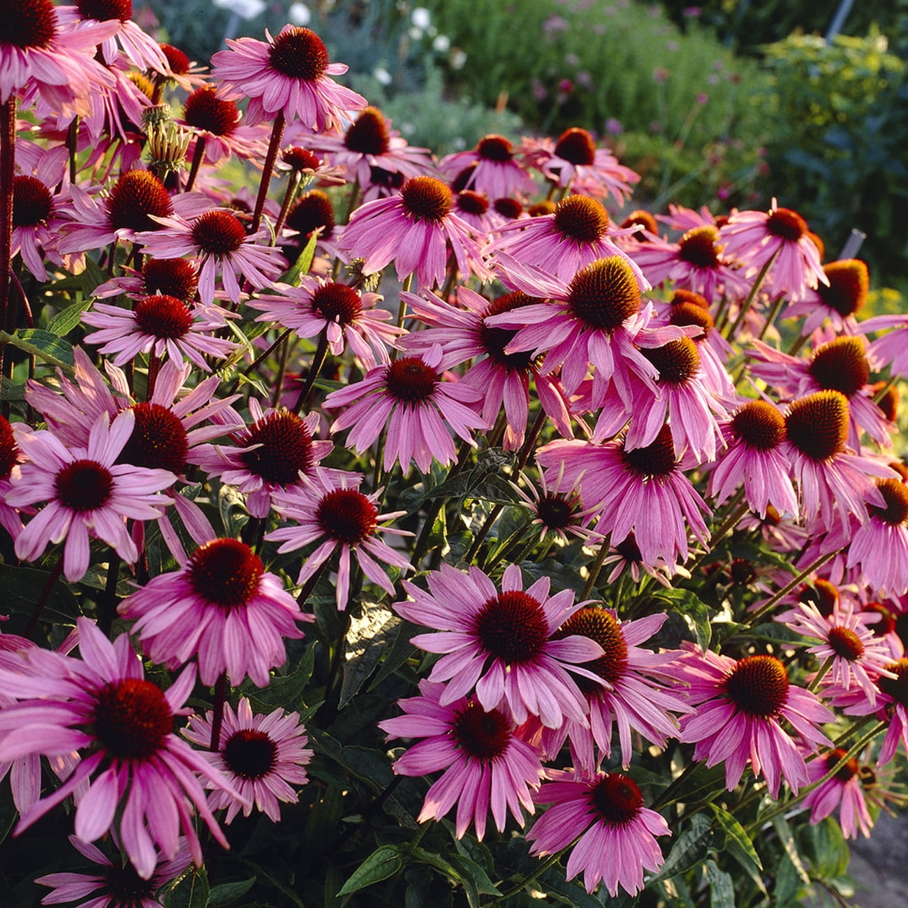 Van Zyverden Butterfly Magnet Collection Set of 13 Plant Roots Multicolor Full Sun Perennial Pollinator 4 lbs
