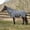 Zebra, variant on TuffRider Comfy Plus Combo Neck Zebra Print Fly Sheet
