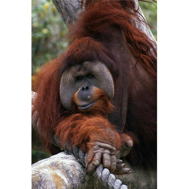 Posterazzi DPI1788892 Affiche d'Orangutan par Natural Selection Ralph Curtin, 12 x 18