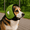 Green, variant on Generic Dog Calming Earmuffs, Noise Protection for Anxiety Relief, Multiple Sizes & Colors