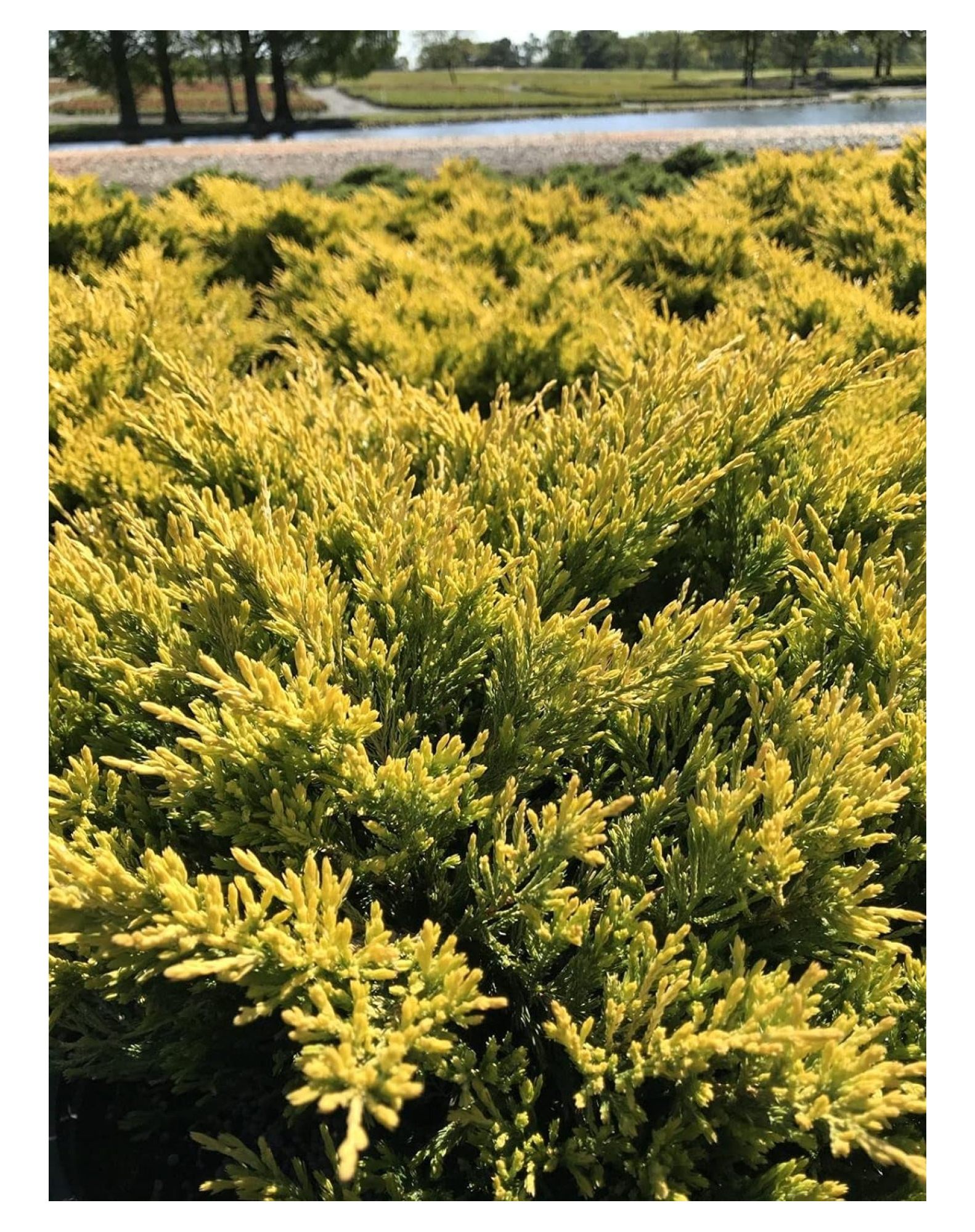 Lime Glow Juniper | 2 Live Gallon Size Plants | Juniperus Horizontalis | Cold Hardy Drought Tolerant Groundcover - image 5 of 6