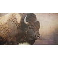 thumbnail image 2 of Phillip, Jamie 32x20 White Modern Wood Framed Museum Art Print Titled - Wild Bison, 2 of 4