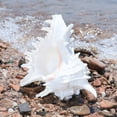 thumbnail image 4 of Natural Conch Shell,Large Conch Seashells for Vases Fillers,Living Room Wedding Decors Beach Theme Party Home Decoration, 4 of 8