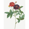 thumbnail image 2 of Redoute, Pierre Joseph 19x24 Black Ornate Wood Framed with Double Matting Museum Art Print Titled - Rose of Van Eeden, Rosa gallica purpurea velutina, parva, 2 of 4