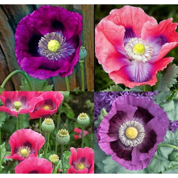 Nature's Seeds 500 Poppy Deluxe Mix Plant Seed, Prolific Bloomer