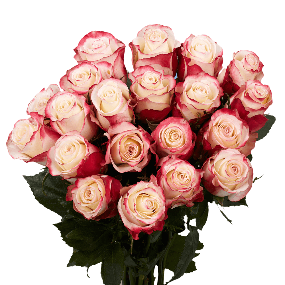 50 Stems of White with Pinkish Red Sweetness Roses Beautiful Fresh Cut