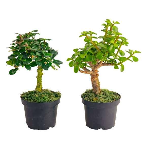 Costa Farms Live Indoor 21in. Tall Green Bonsai; Bright, Indirect Light Plant in 6in. Ceramic Planter