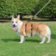 thumbnail image 2 of Arnés de elevación para perros, eslinga de apoyo y recuperación, chaleco de rehabilitación para mascotas, correas transpirables ajustables para ancianos, discapacitados, lesiones en las articulaciones, artritis, parálisis, pasear perros (talla L) Rojo Verde, 2 of 5