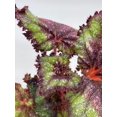 thumbnail image 5 of Harmony's Magic Dragon, Begonia Rex, 4 inch, Multicolor, Painted-Leaf Begonia, Unique Homegrown Exclusive, 5 of 9
