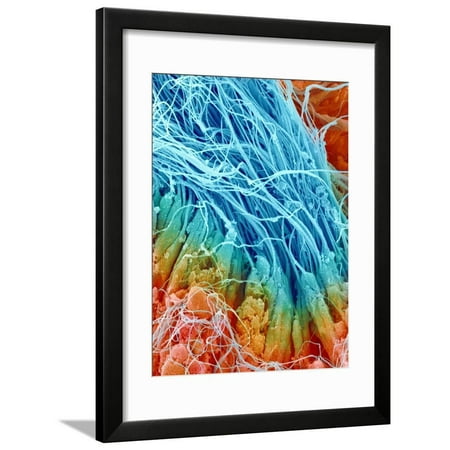 Sperm in rat testis Framed Print Wall Art By Micro Discovery