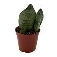 thumbnail image 2 of Green Koi Fin Sansevieria - Snake Plant - 2.5" Pot, 2 of 2