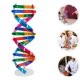 thumbnail image 3 of Modelo de ADN de 3 piezas: Kit de modelo de ADN de doble hélice DIY - Herramienta de aprendizaje de genes científicos para estudiantes - Juguete de estructura molecular para biología, 3 of 6