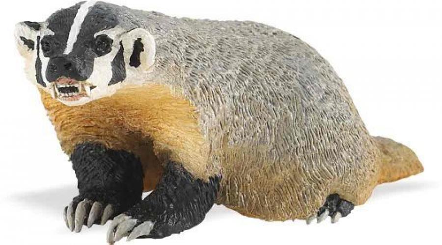 Quality Construction from Phthalate Lead and BPA Free Materials XL for Ages 3 and Up 100105 Florida Panther Wildlife Wonders Realistic Hand Painted Toy Figurine Model Safari Ltd Quality Construction from Phthalate Lead and BPA Free Materials XL for Ages 3 and Up 100105 Florida Panther Wildlife Wonders Realistic Hand Painted Toy Figurine Model Safari Ltd