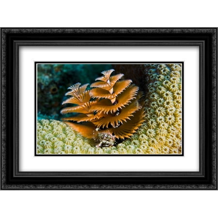 Christmas Netherlands Black Pete Christmas Tree Worm filter feeding while attached to Great Star Coral, Bonaire, Netherlands Antilles 2x Matted 24x18 Black Ornate Framed Art Print by Oxford, Pete ()