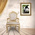 thumbnail image 3 of Looney, Hollice 26x32 Gold Ornate Wood Framed with Double Matting Museum Art Print Titled - Asia-China-Wolong-Giant Panda-Part of the UNESCO Man and Biosphere Reserve Network, 3 of 4