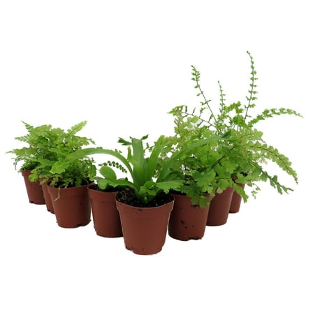 Mini Ferns for Terrariums/Fairy Garden - 8 Different Plants - 2" Pots