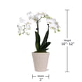 thumbnail image 4 of Just Add Ice Live Plant 10-12" Tall Petite White Orchid Live Plant in 3" Decorative Clay Pot, 4 of 7