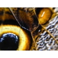 thumbnail image 2 of Grayscale 24x19 White Modern Wood Framed Museum Art Print Titled - Butterfly Wing I, 2 of 4