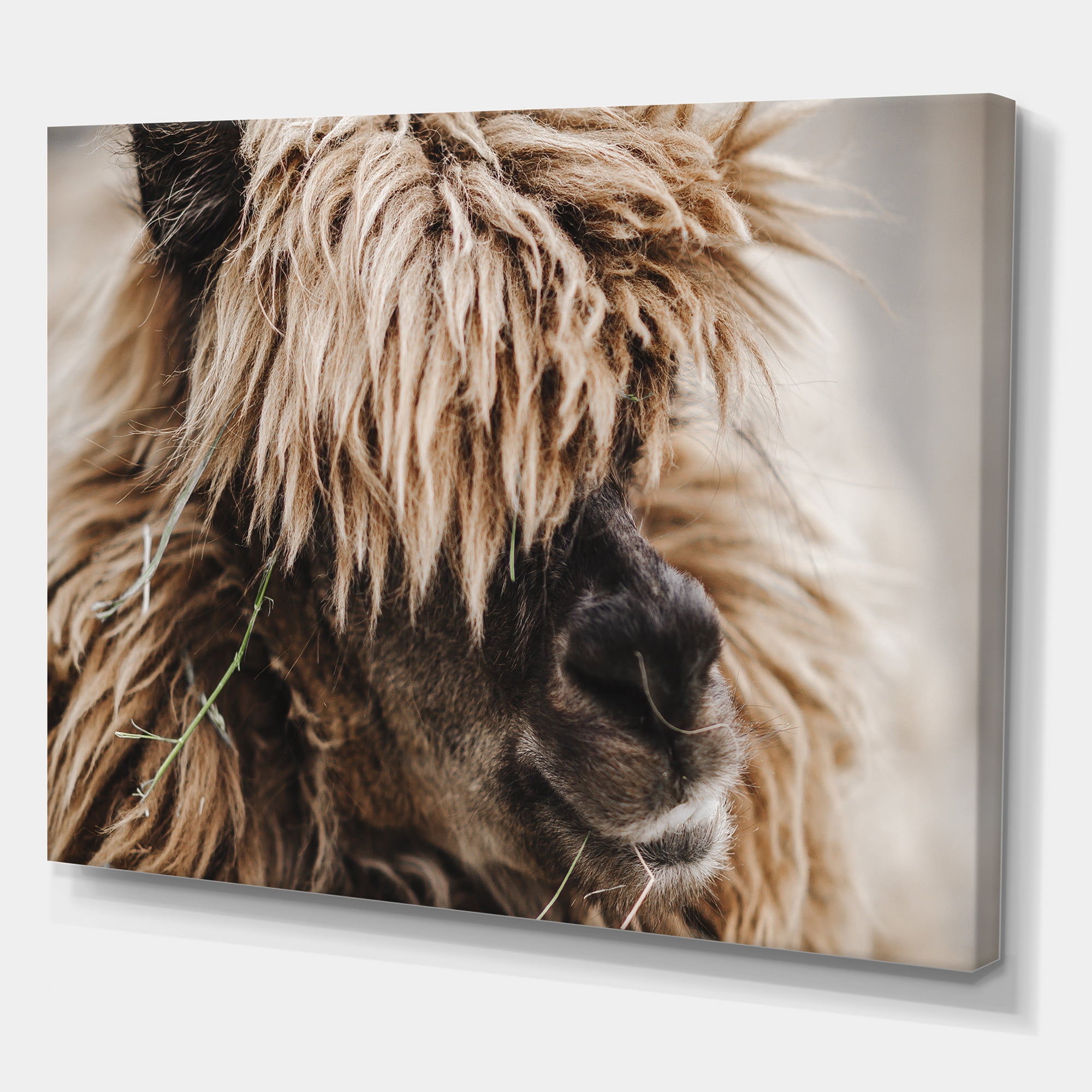 Designart ' Close Up Of Fluffy Curly Alpaca ' Farmhouse Canvas Wall Art Print