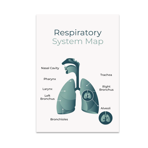 Respiratory System Map Infographic - Biology Enthusiast - 13x19 Poster Print