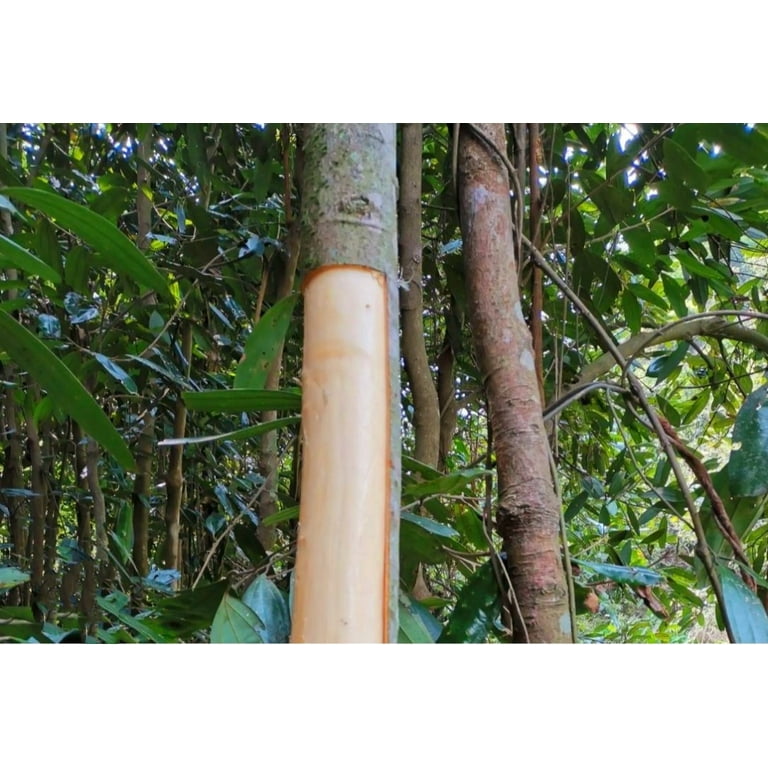 35 Cinnamon Tree Seeds Cinnamomum verum Fast Growing True Ceylon