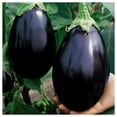 thumbnail image 3 of Everwilde Farms - 125 Organic Black Beauty Eggplant Seeds - Gold Vault Jumbo Bulk Seed Packet, 3 of 5