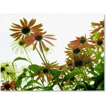 Trademark Fine Art "Orange Coneflowers" Canvas Art by Kathie McCurdy