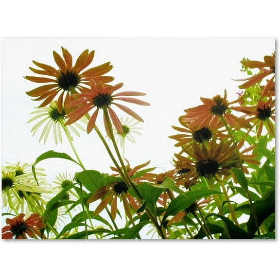 Trademark Fine Art "Orange Coneflowers" Canvas Art by Kathie McCurdy