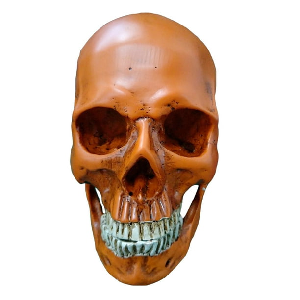 Matsuzay Modelo de resina de cráneo humano tamaño real 1:1 esqueleto realista anatómico marrón 1 Decoración del hogar Calavera amarilla