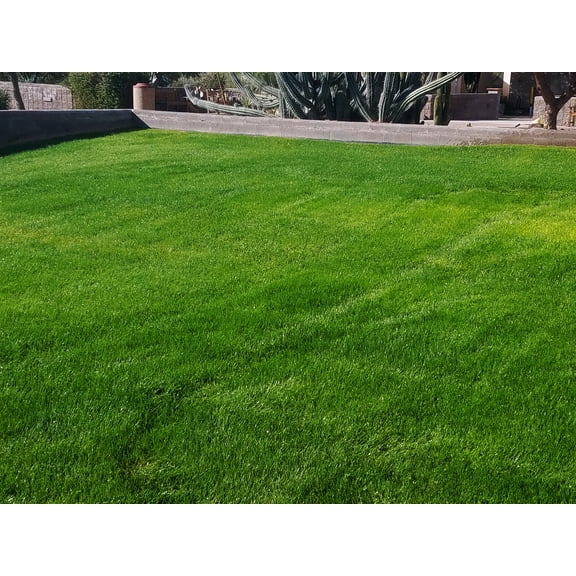 Linn Perennial Ryegrass Seed (Forage) - 25 Lbs.