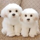 thumbnail image 2 of Muñecos de peluche de perro maltés, juguete de peluche, lindas mascotas de simulación, regalos de cumpleaños para bebés, Navidad, niños, cachorros Malzis, envío directo, 2 of 4