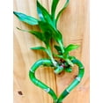thumbnail image 2 of Live Lucky Bamboo 10 Heart Shape Bamboo Plant, 2 of 7