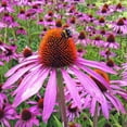 thumbnail image 2 of TomorrowSeeds - Purple Coneflower Seeds - 3000+ Count - For 2026 Planting USA Garden Flower Hedgehog, 2 of 5