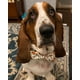 thumbnail image 4 of Collar de perro Elegante colita con lazo para perros grandes, 4 of 7